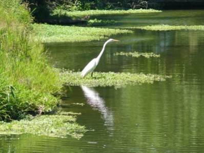 White Bird White Bird