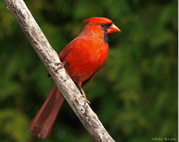 Cardinal Example of God's Significant Provision