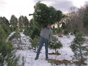 Chop Down a Christmas Tree