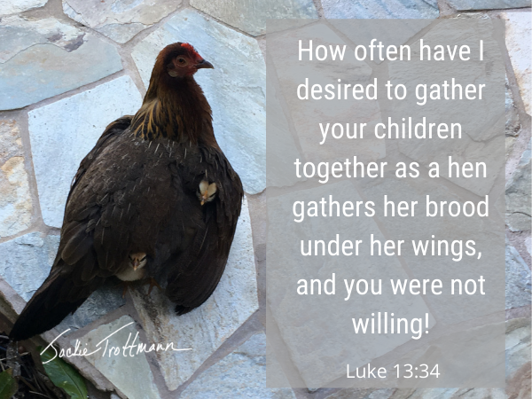 How Often I have Wanted to Gather Your Children As a Hen Gathers Her Brood
