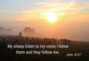 My Sheep Hear My Voice and They Follow Me