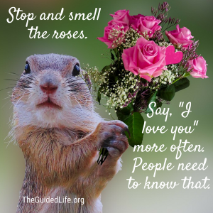 Stop and Smell the Roses
